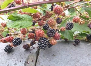 Blackberry Harvest Lincolnshire