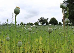 Harvesting Morphine Poppies Lincolnshire