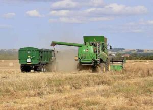 Oilseed Rape Harvest In Lincolnshire